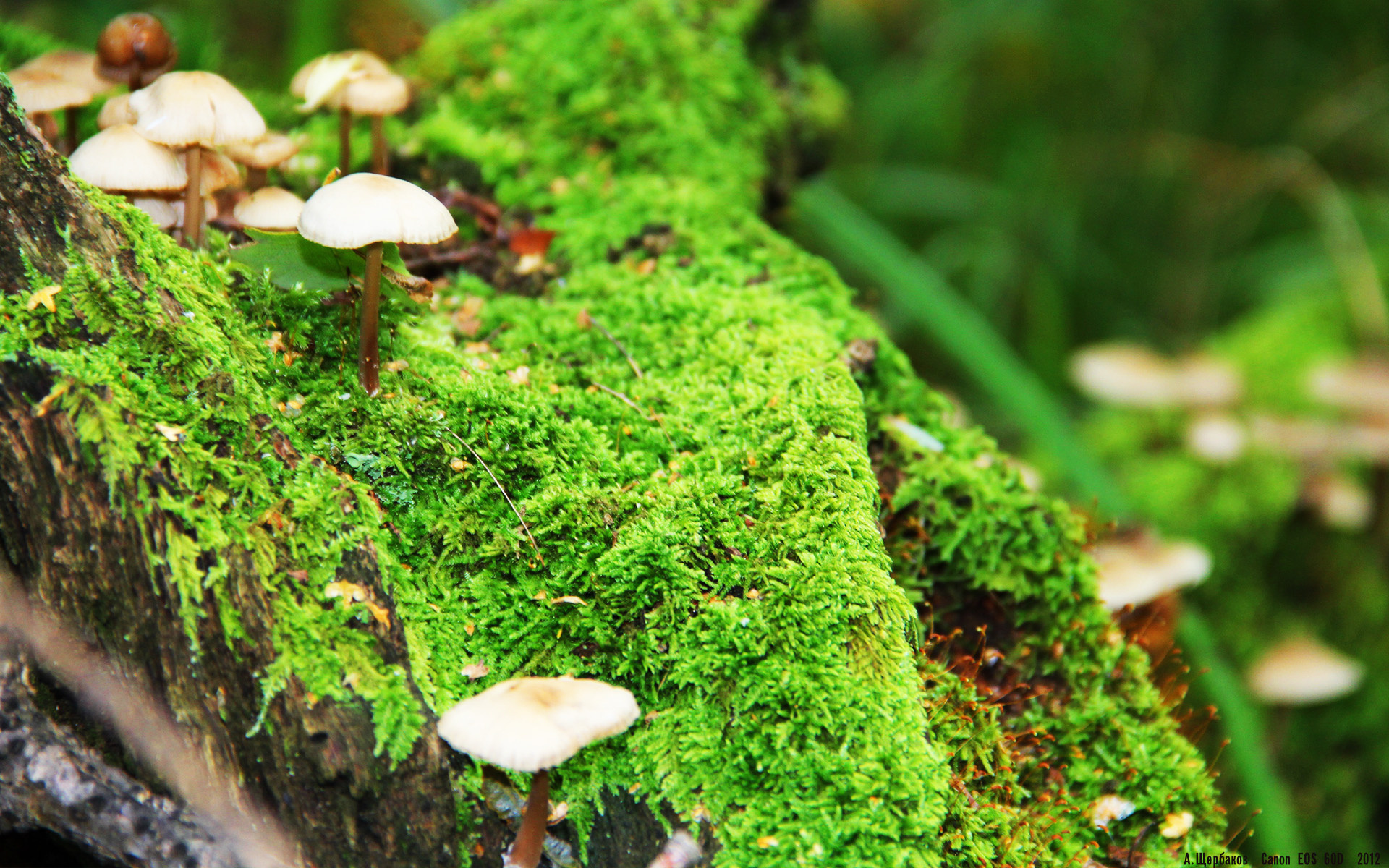 孤胆英雄与钢铁军团，C罗封神之夜，潜水艇稳舵擒黑星