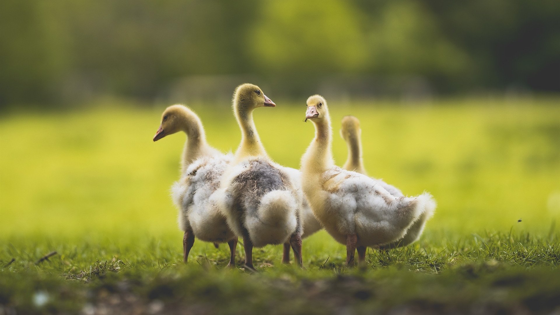 三神共舞，字母哥跨时空爆发，快船巅峰对决胜出独行侠