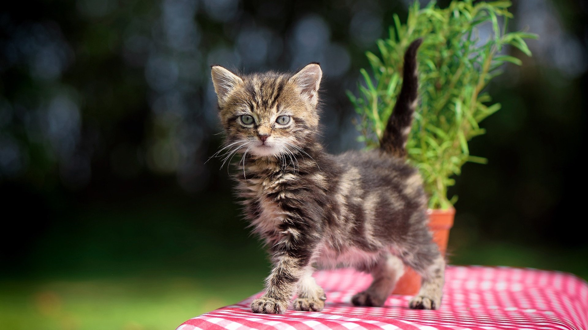 落选秀轰49分打崩火箭，汽车城一夜，他让所有球探报告作废