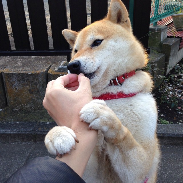 满分人生，NBA季后赛之夜的钢与火之歌