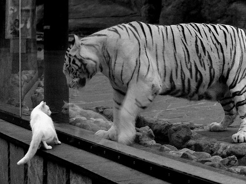 极夜之战，当北京工体的灯光熄灭，保罗成为唯一太阳