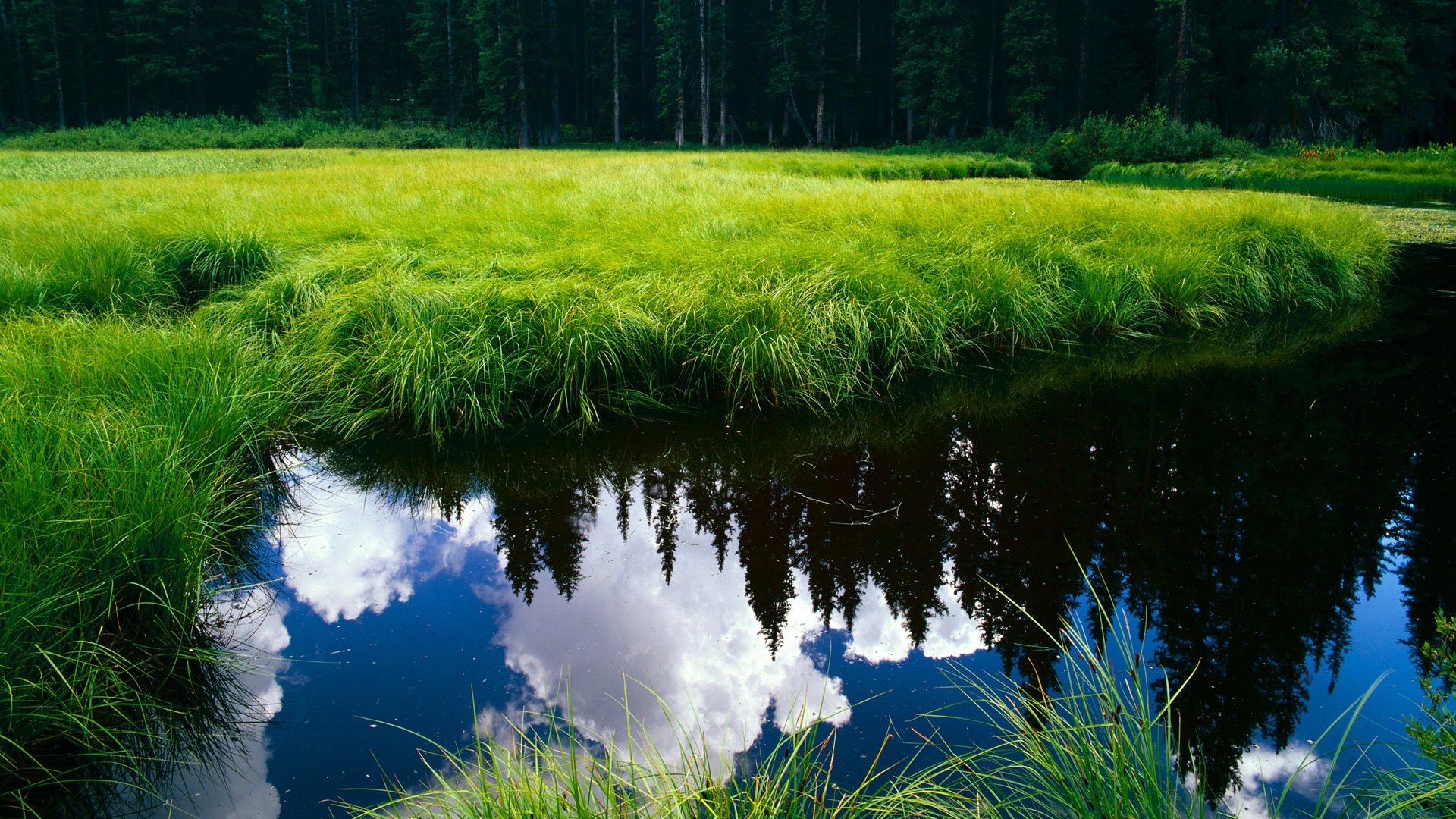 跨越足球版图的联姻，勒沃库森如何将阿根廷心脏纳入德甲引擎