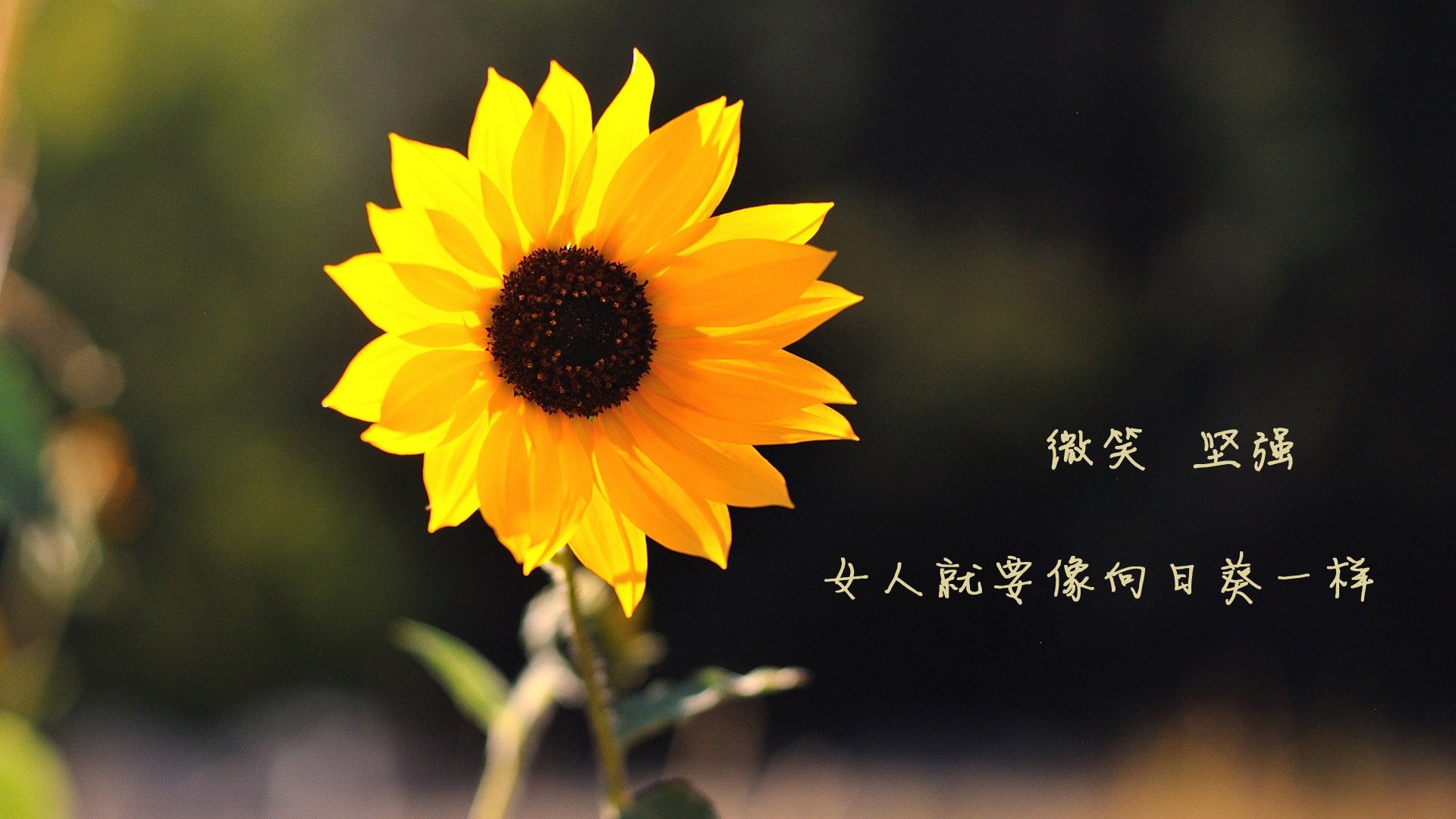 沙漠烽火,双雄绝唱,2026世界杯C组,卢卡库封神之夜与智利风暴的残酷美学