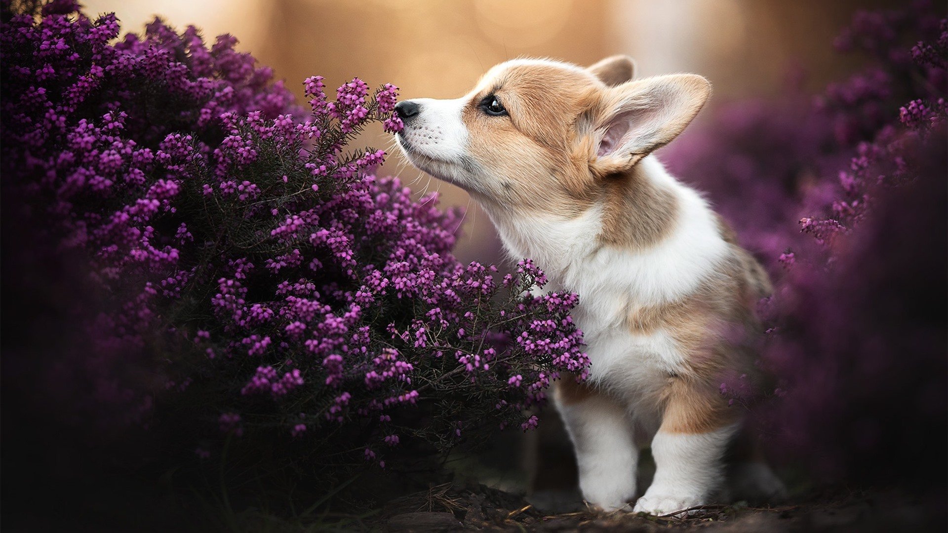 巨人杀手的加冕之夜，2026世界杯B组，奥斯梅恩一人成军，泰国爆冷击沉瑞典海盗