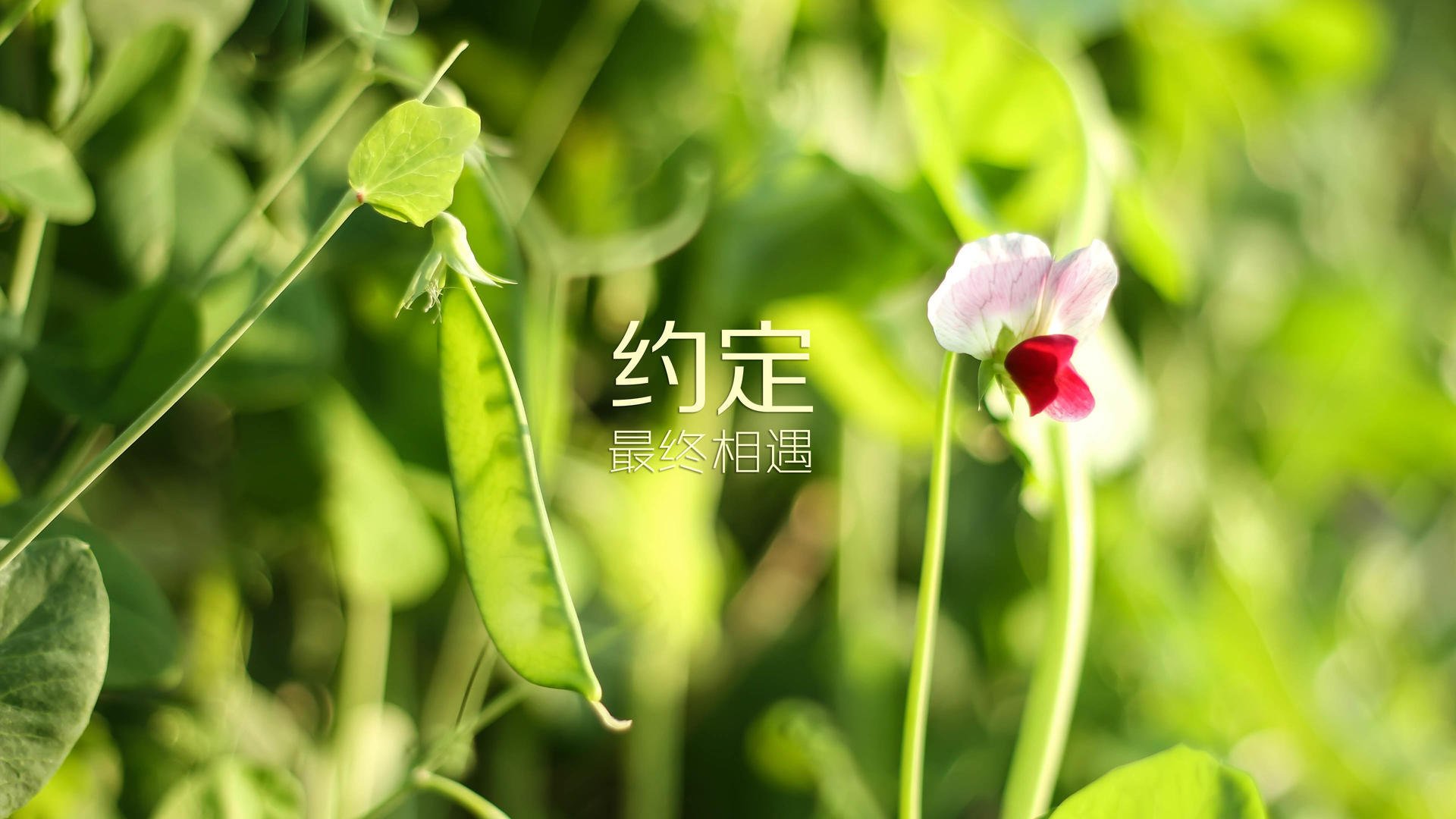 极寒之火，灼烧太极虎，当36岁的吉鲁在北欧冰原上燃起进攻狂潮，一个关于奇迹、热血与黄牌绝唱的唯一剧本